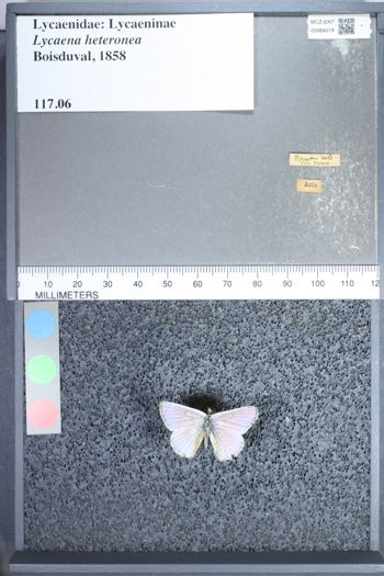 Media type: image;   Entomology 64018